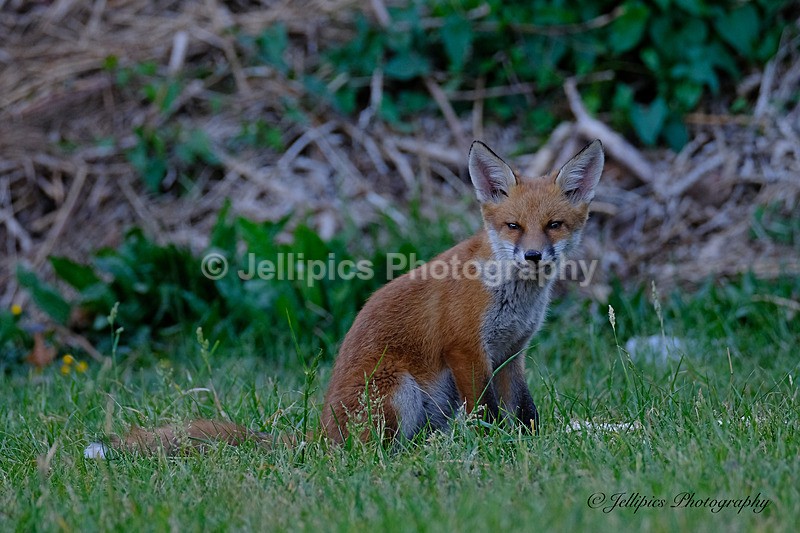  - Wildlife and Nature