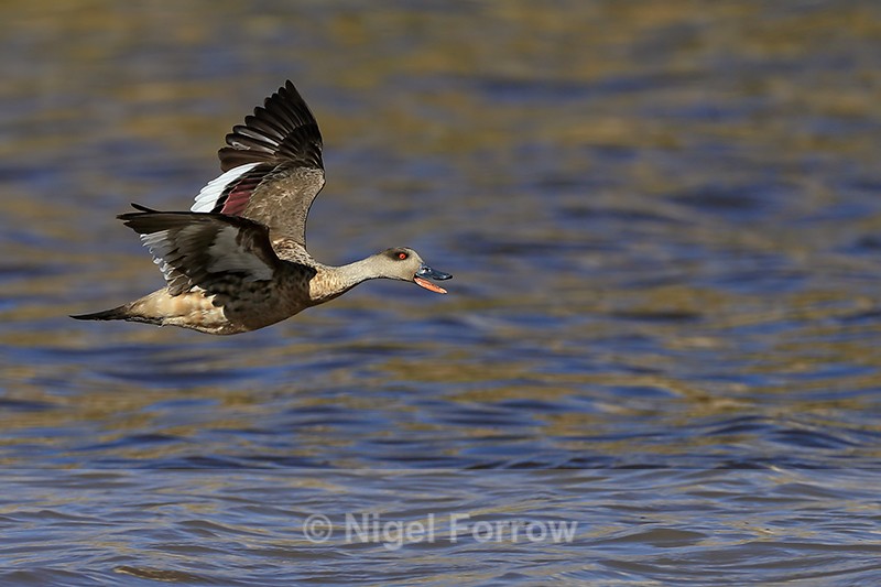 Crested Duck calling in flight, Chile - Crested Duck