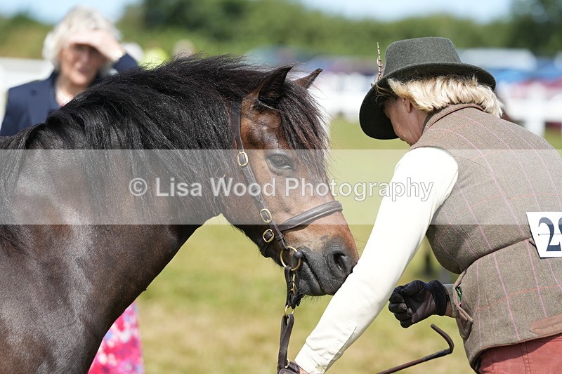 DSC05596 - Class 50: NPS M&M 4 years and over Small Breeds