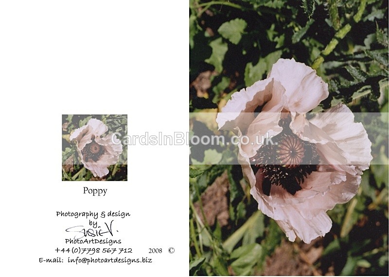 Summer 3.  Poppy - Summer