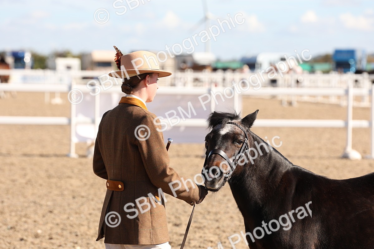 SBM_12930 - Class 206 - IH Non Show Type Pony