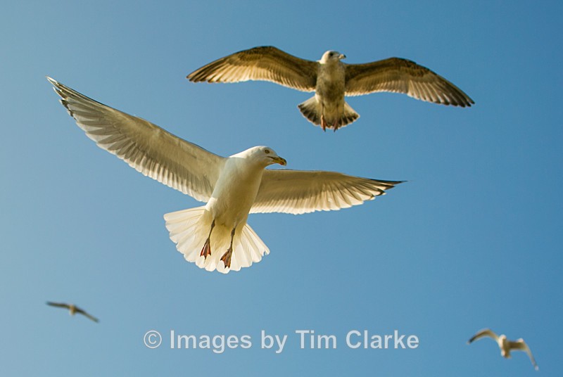Seagulls in Flight 2040322 - Wildlife