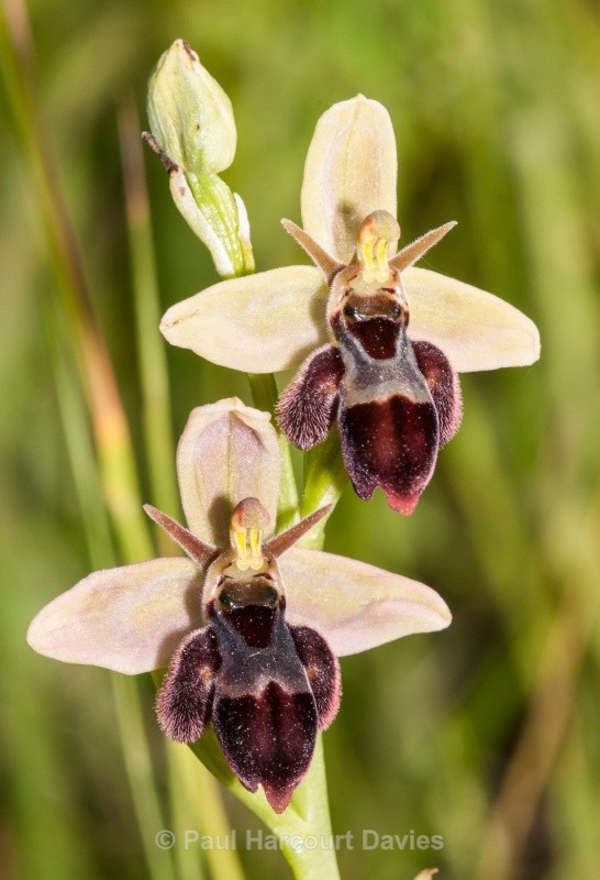 Bee orchid -Fly orchid hybrid (Ophrys apifera x O. insectifera) O. x pietschii - Orchids - Ophrys
