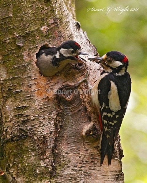 310 - All other Birds