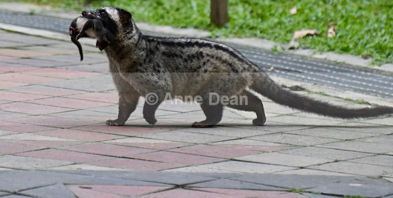 A change of scenery! - Singapore and Kuala Lumpur (including some wildlife)