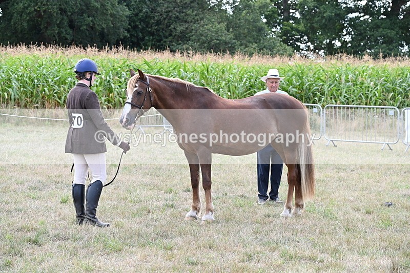 WJ6_6669 - Class 20 In-hand Cob