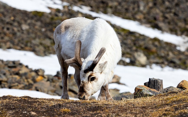  - Svalbard
