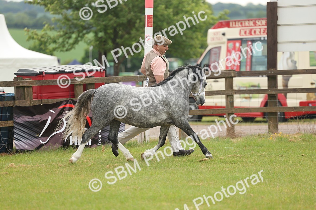 SBM_01327 - Class 50-57 - M&M Welsh Pony In Hand