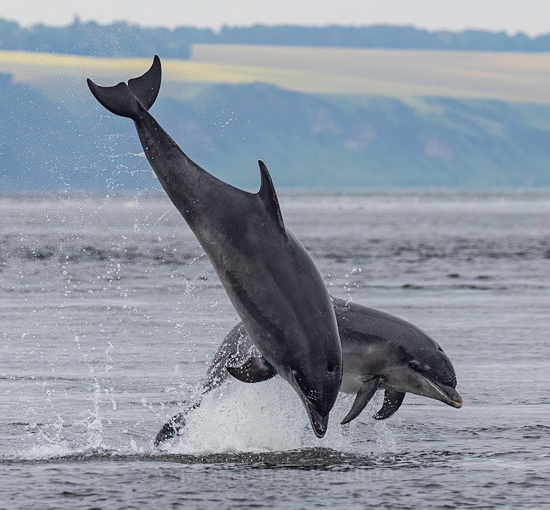 CHANORY DOLPHIN 2026 35 - Dolphins, Whales & Orcas. Scotland, Iceland, Azores & Madeira