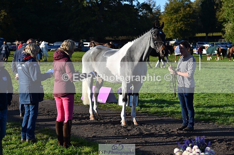 231022-092154-21732 - 622-CRAFTY.WIZARD-Heather.Urquhart-TrotUp+SJ