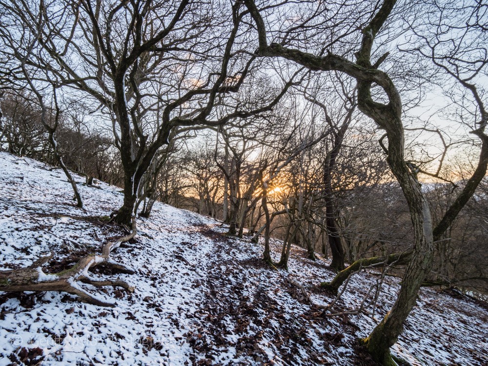 0707 Ragleth Wood - Stretton Hills