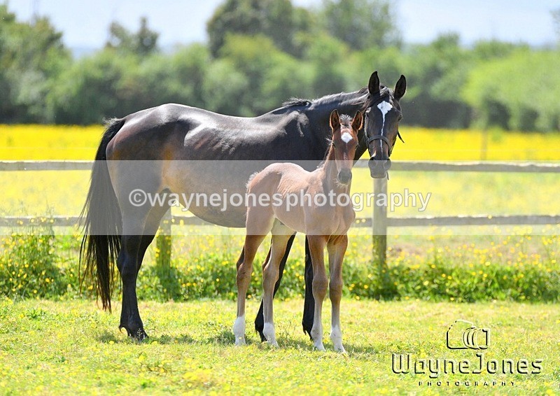 WJ5_4220 - Lyford Stud - Foals 01-06-25