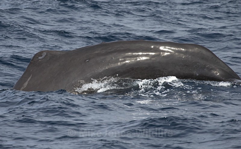 Sperm Whale, Pico Island, Azores - WHALES & DOLPHINS ( PICO, AZORES MAY 2013 & 2014 )