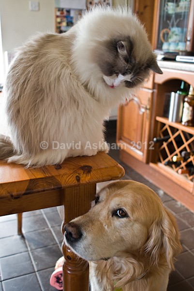 Pets (Leica X1) - Leica Photography