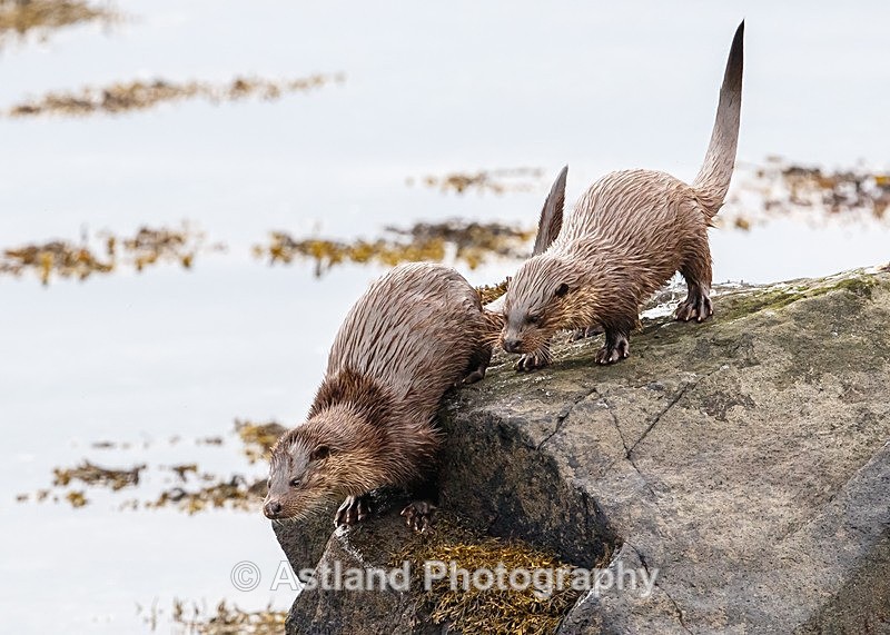 Astland Photography, Bird and Wildlife Images, Susan and Peter Wilson, U.K.