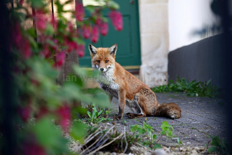  - Urban Foxes, Bristol, Great Britain