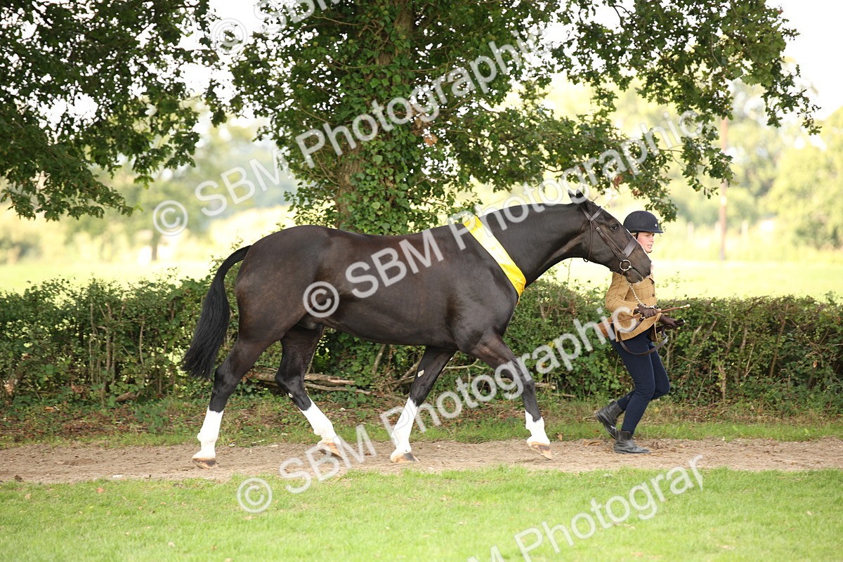 SBM_62922 - In Hand Horse Supreme Championship