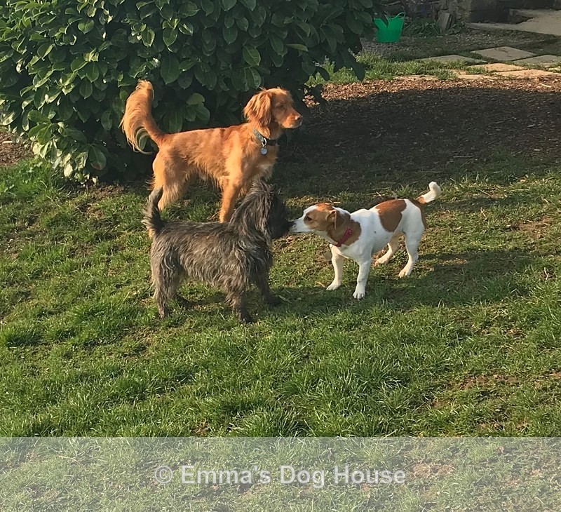  - Dogs