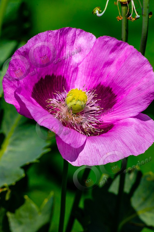 Opium poppy Papaver somniferum-6470 - Plants and trees