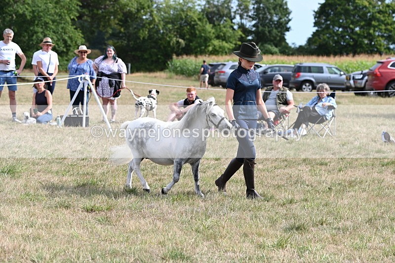 WJ6_7054 - Class 21 Shetland & Mini Horses