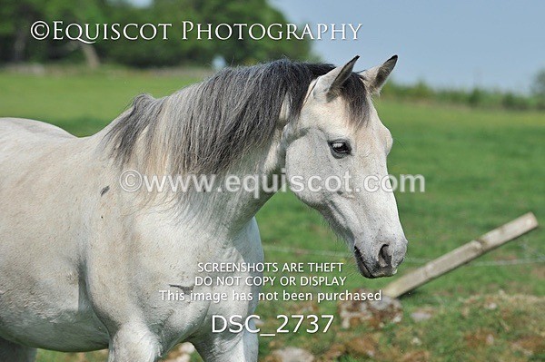 DSC_2737 - ARCHIVE REQUEST - Quincy and Guinness