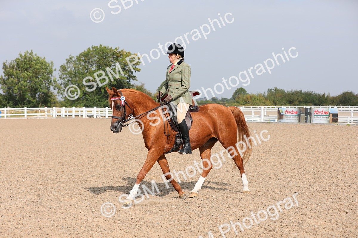 SBM_11397 - Class 305 Ridden Foreign Breeds- Pure Bred