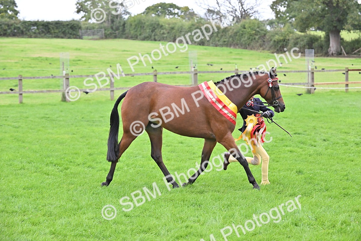 SBM_65065 - In Hand Pony & Younstock Supreme Championship