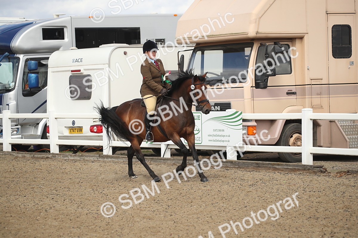 SBM_14614 - Class 505a - M&M Working Veteran - 50cm (15-19)