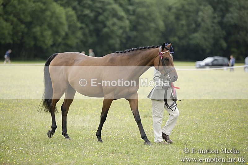 BVR160717-1089 - In Hand Championship 16/07/17