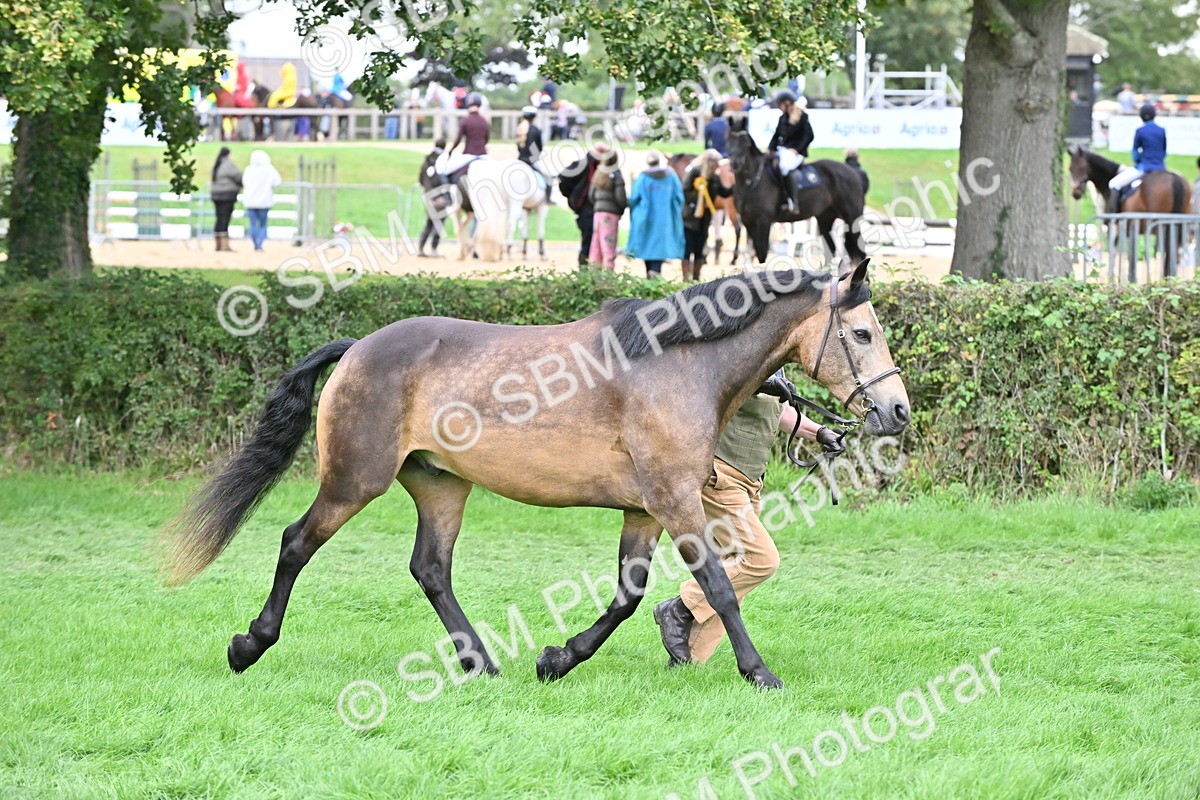 SBM_63275 - S49 - Mountain & Moorland In Hand Large Breeds