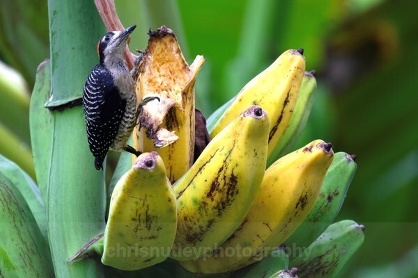 - Birds of Costa Rica and Mauritius