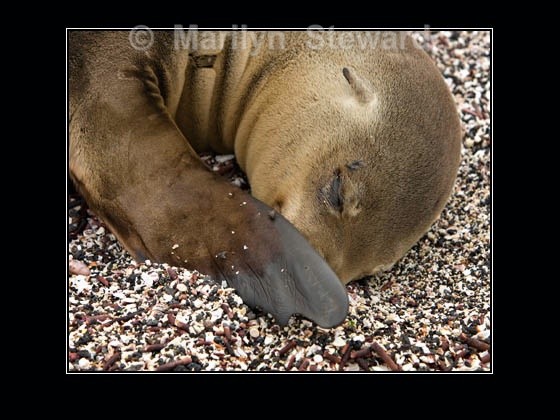 Sea lion and flies - Galapagos Islands