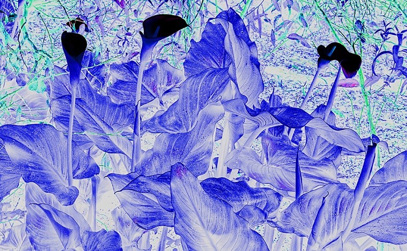 Blue Lily HDR - TREES, FLOWERS AND PLANT PHOTOS