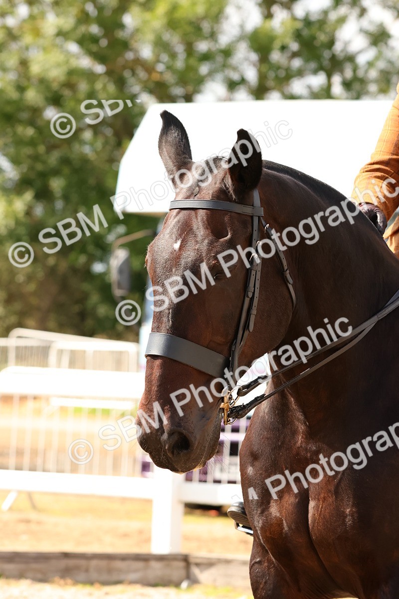 SBM_13542 - Class 212 - Ridden Hunter  - Large