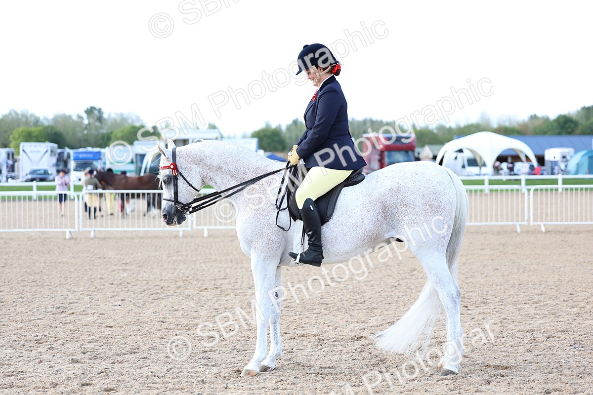 SBM_09132 - Class 303 - Ridden Pure Bred Horse Pony
