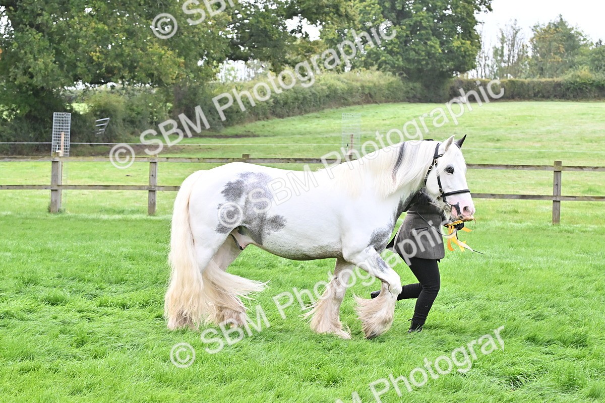 SBM_57019 - S45 - Coloured Pony In Hand