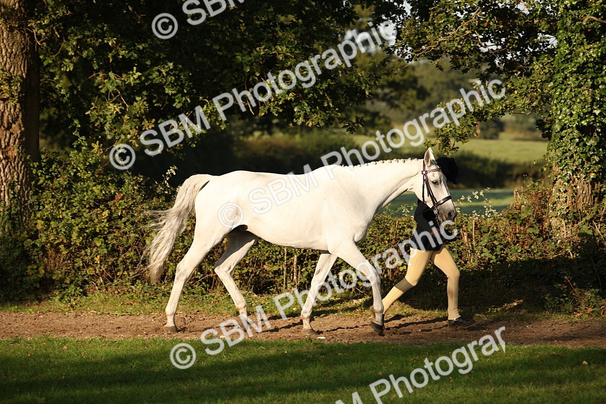 SBM_57545 - S50 - Foreign Breeds In Hand