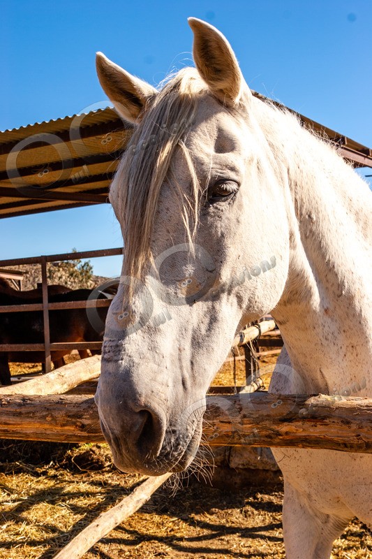 Grey Horse_0066 1180 - Pet Photography