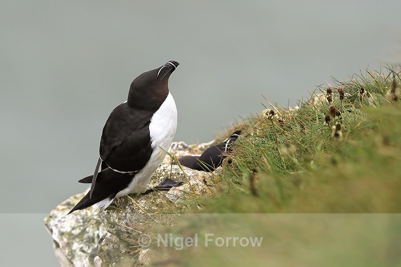 Razorbill at RSPB Bempton Cliffs - Razorbill