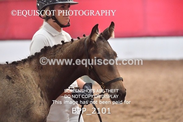 BPP_2101 - AFTERNOON 12.30 - 3.30PM