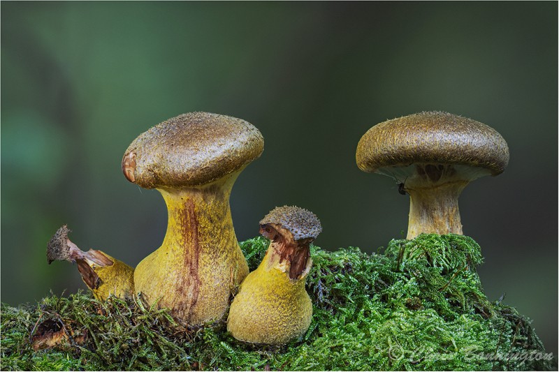 Bolete cluster - Other nature