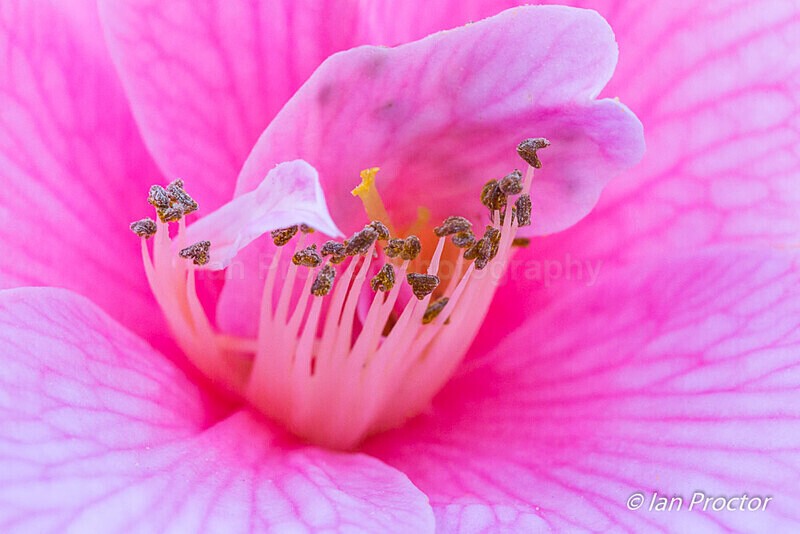 Spring Garden Growth 14 - Nature
