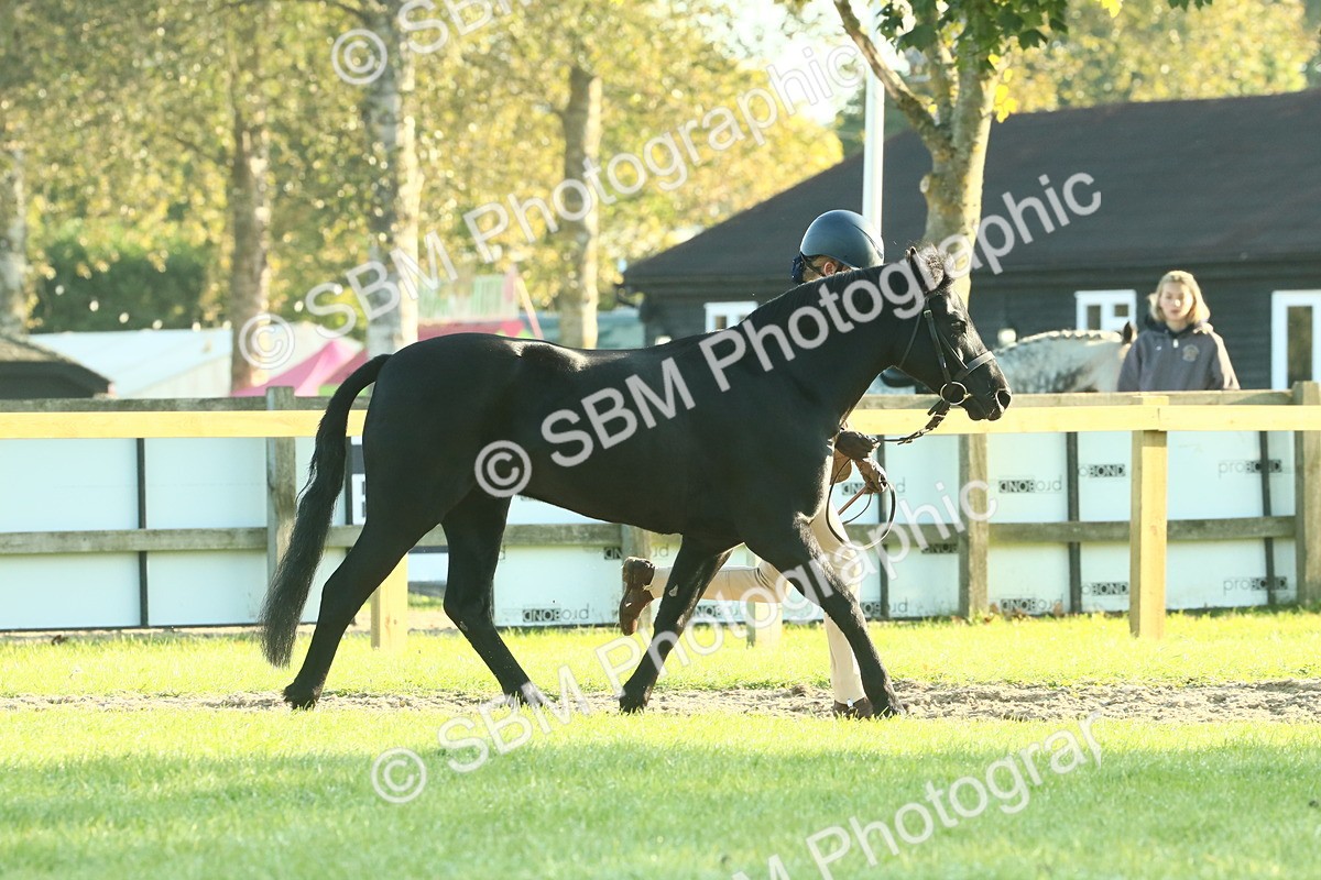 SBM_57341 - S37 - Starters In Hand Showing