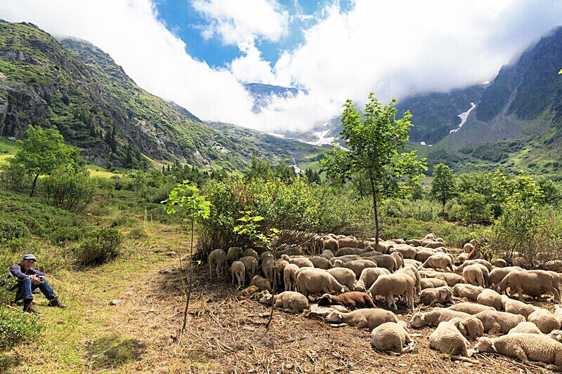 Alpine flock - European Landscapes