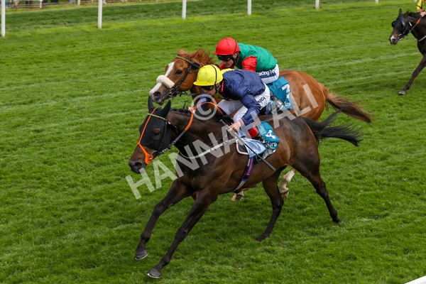 160524-Race 2-Point Lynas-1809 - Race 2 2.45pm Oakmere Homes Hambleton Handicap