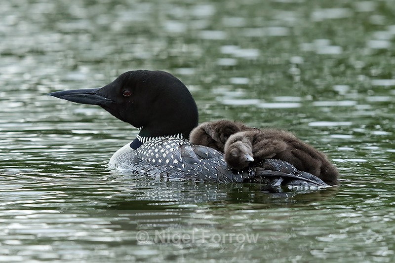 Sleeping Common Loon chicks riding on parent's back, Minnesota, USA - Great Northern Diver