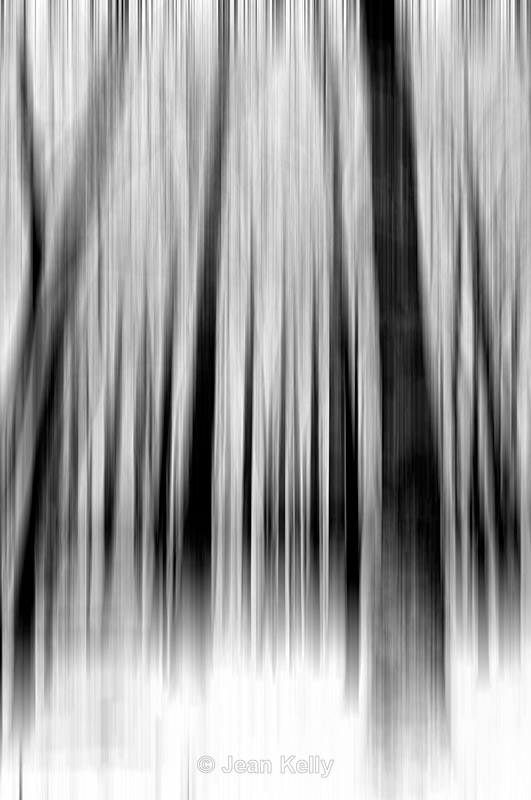 Tree - 0711 bw motion blur - Motion blur filter effect