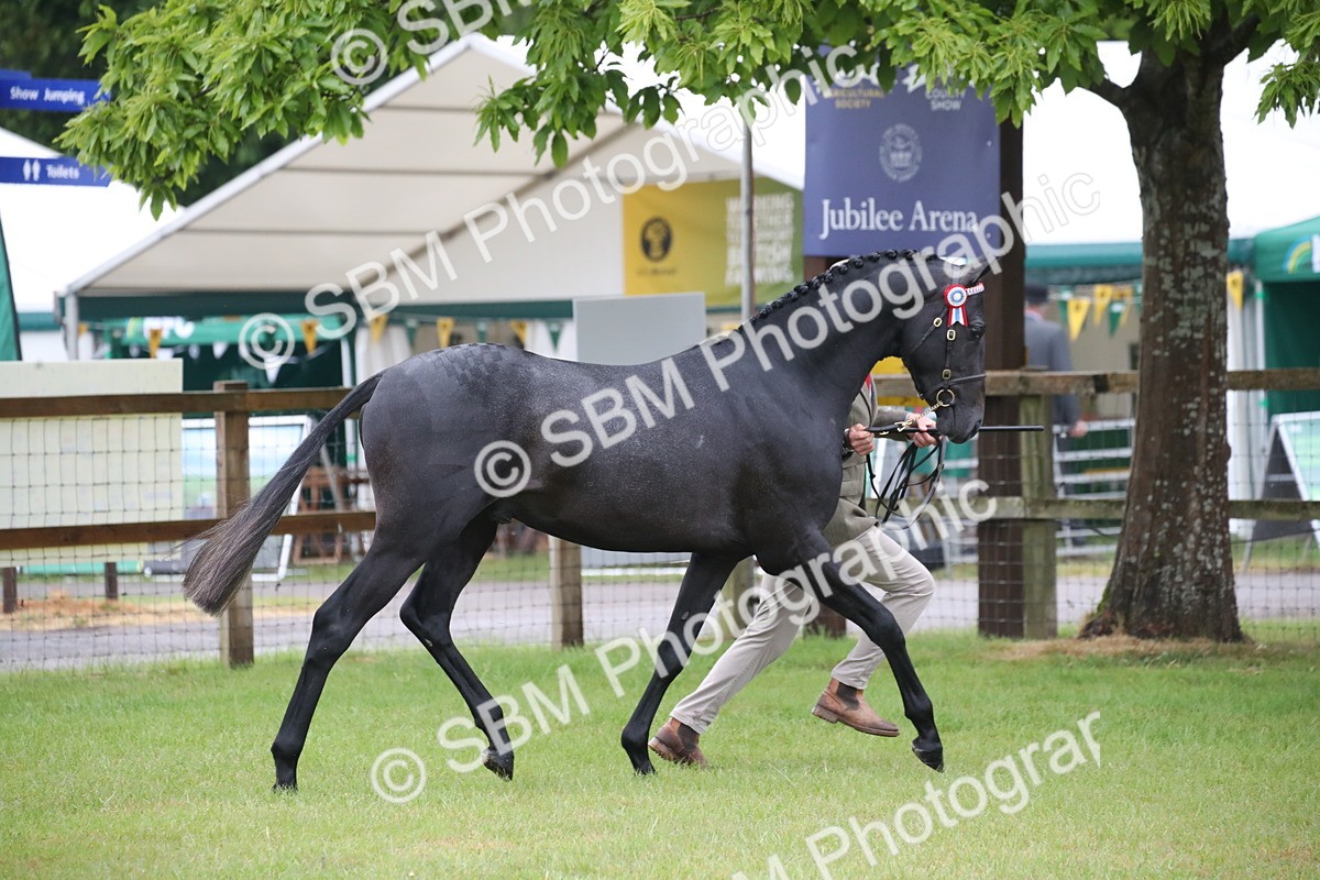 SBM_00043 - Class 17-20 - Arab & Part Bred - Anglo Arab In Hand