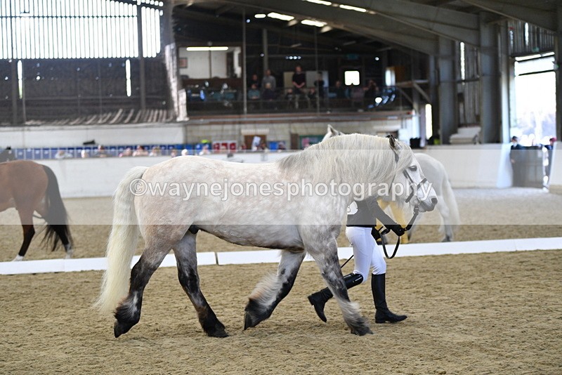 WJ5_4349 - Class 6 In hand M&M - Large Breeds