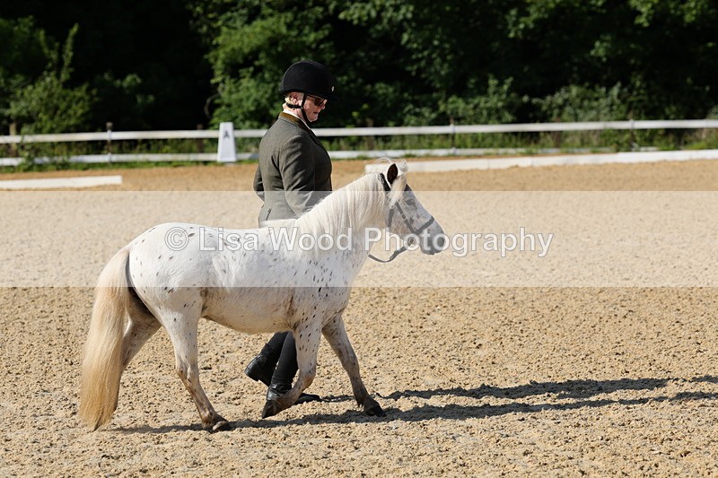 1X9A0607 - Class 3: Youngstock 1, 2, 3 year old not to exceed 153cm